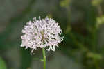 Puffballs